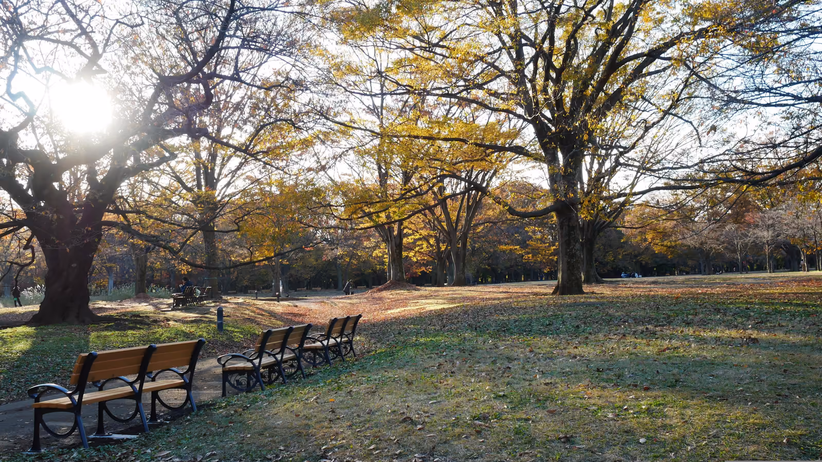Parc Yoyogi