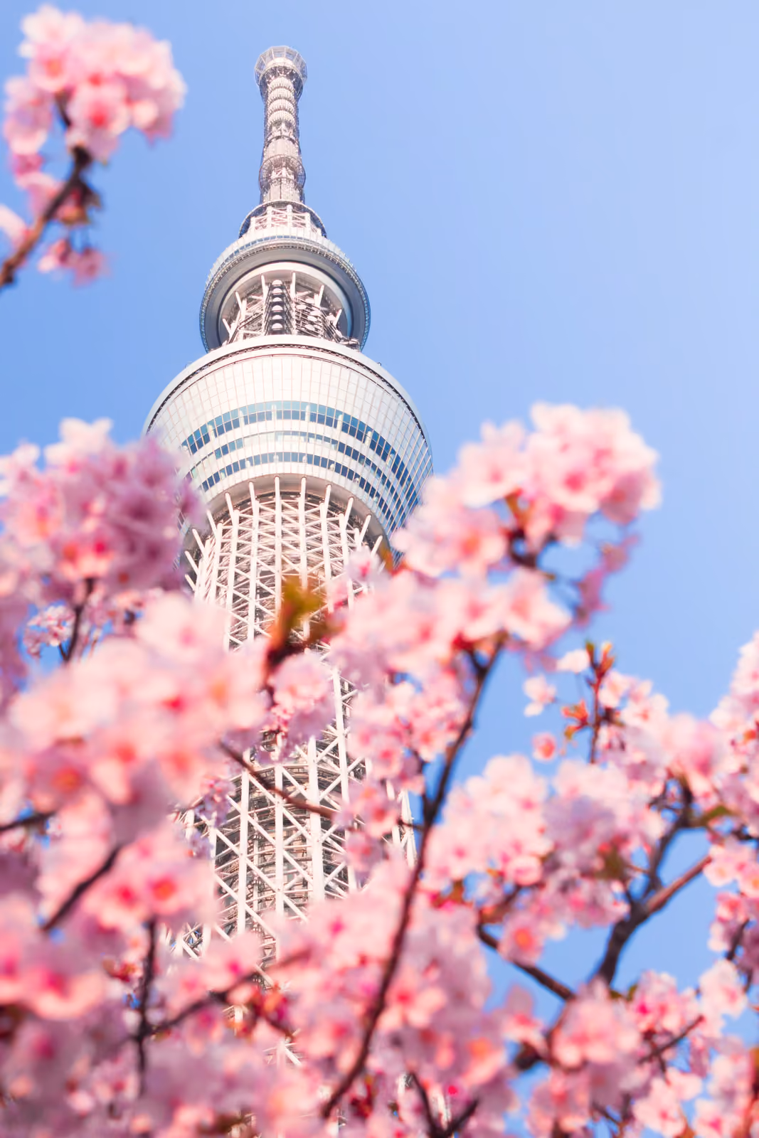 La Tokyo Skytree vue en contre-plongée à travers des branches de cerisier en fleurs, sur un ciel bleu