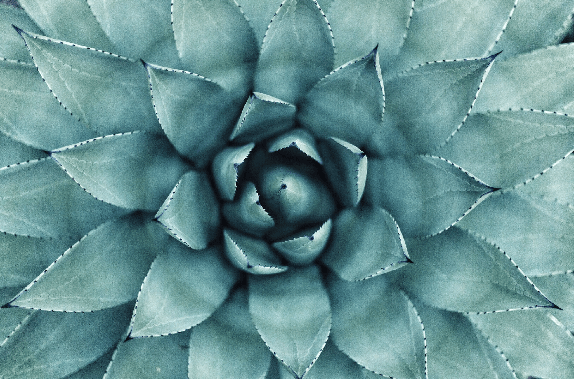Vue en gros plan d’une plante, présentant des feuilles symétriques et dentelées dans des tons bleu-vert apaisants.