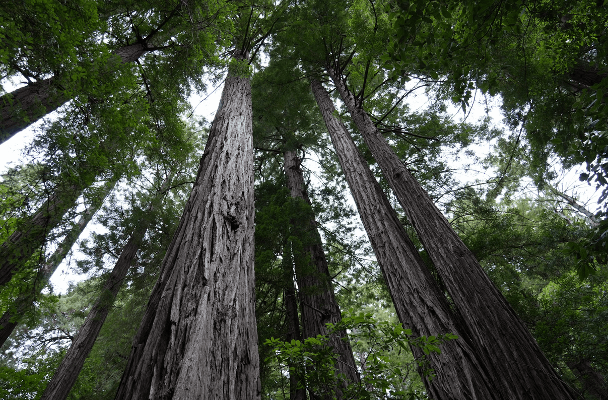 Vue en contre-plongée sur des arbres centenaires dans une forêt, avec des troncs imposants et un feuillage dense