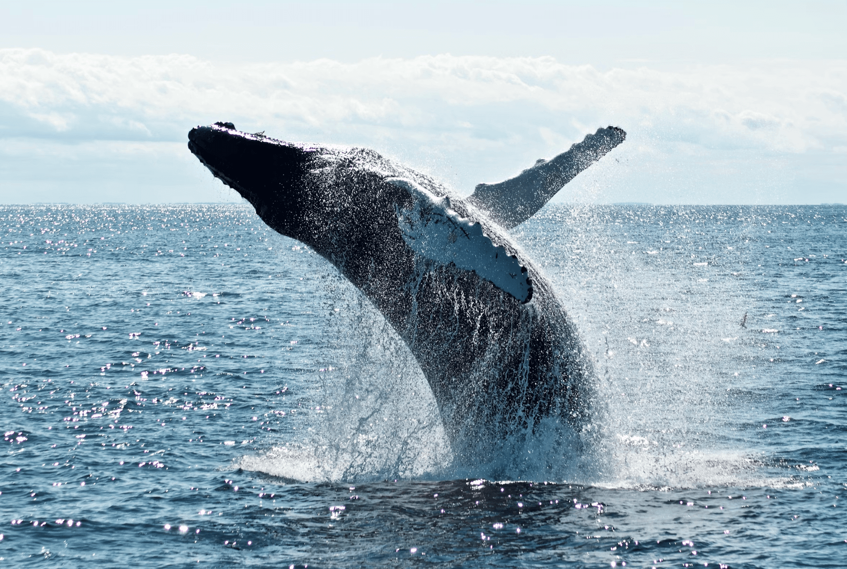 Baleine à bosse effectuant un saut spectaculaire hors de l'eau, projetant des éclaboussures dans un océan scintillant sous un ciel clair.