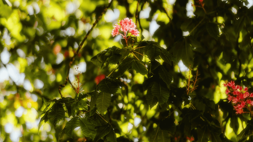 Fleur rose éclatante sur un arbre verdoyant, capturée sous une lumière douce et naturelle.