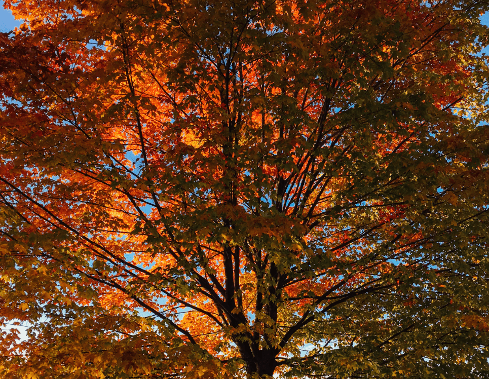Vue en contre-plongée d’un arbre en automne, avec un feuillage vibrant aux tons rouge, orange et marron, illuminé par un coucher de soleil doré en arrière-plan.