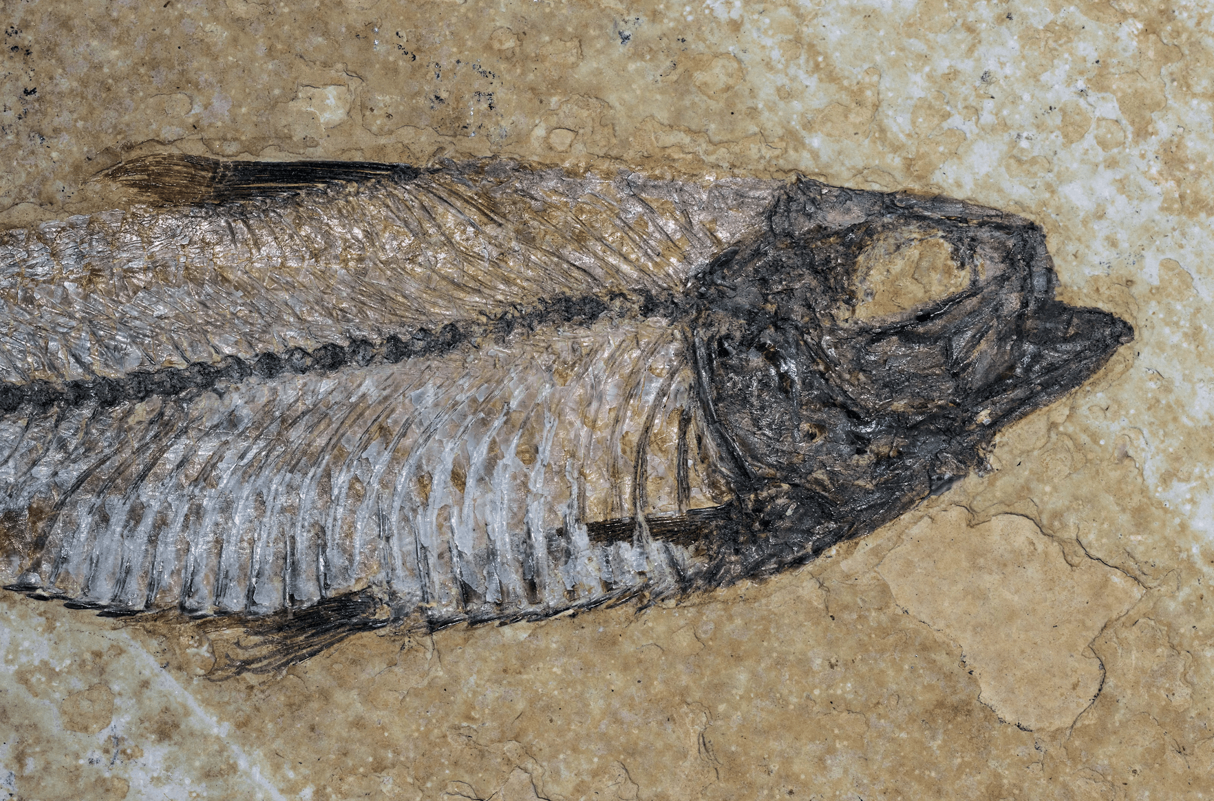 Fossile d'un poisson ancien bien préservé, montrant des détails de la colonne vertébrale, des arêtes et de la tête, exposé sur une surface de pierre beige