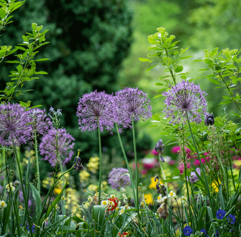 Ensemble de fleures violettes ressemble à de l'allium