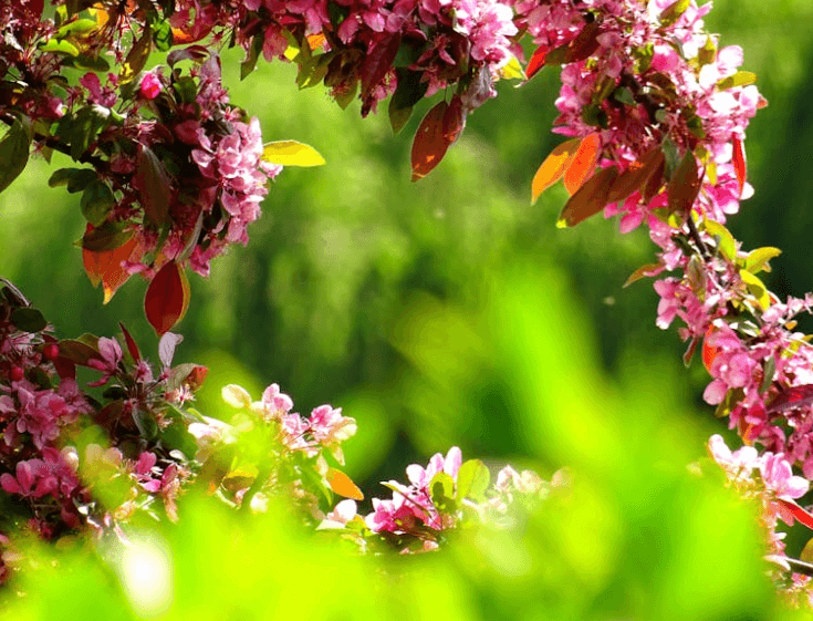 Arbustre en fleur avec ses fleurs roses