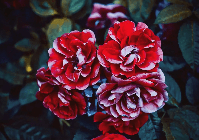 Fleur aux pétales rouges marqués de taches blanches, entourée de feuilles vertes.