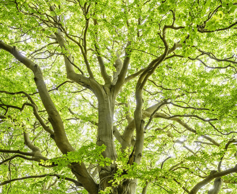 Les branches et les feuilles vertes d'un arbre