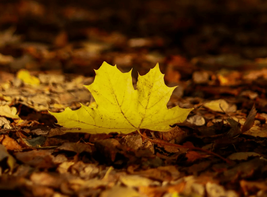 Une feuille jaune au sol