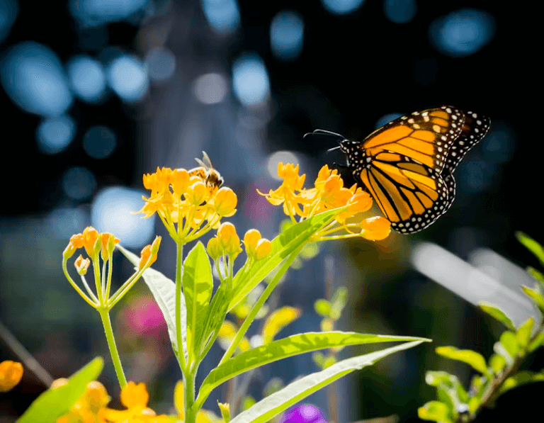 Des fleurs d'une plante avec une abeille et un papillon