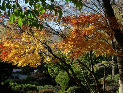 Un arbe avec ses couleurs d'automne