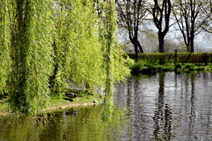 Un point d'eau et un sol pleureur