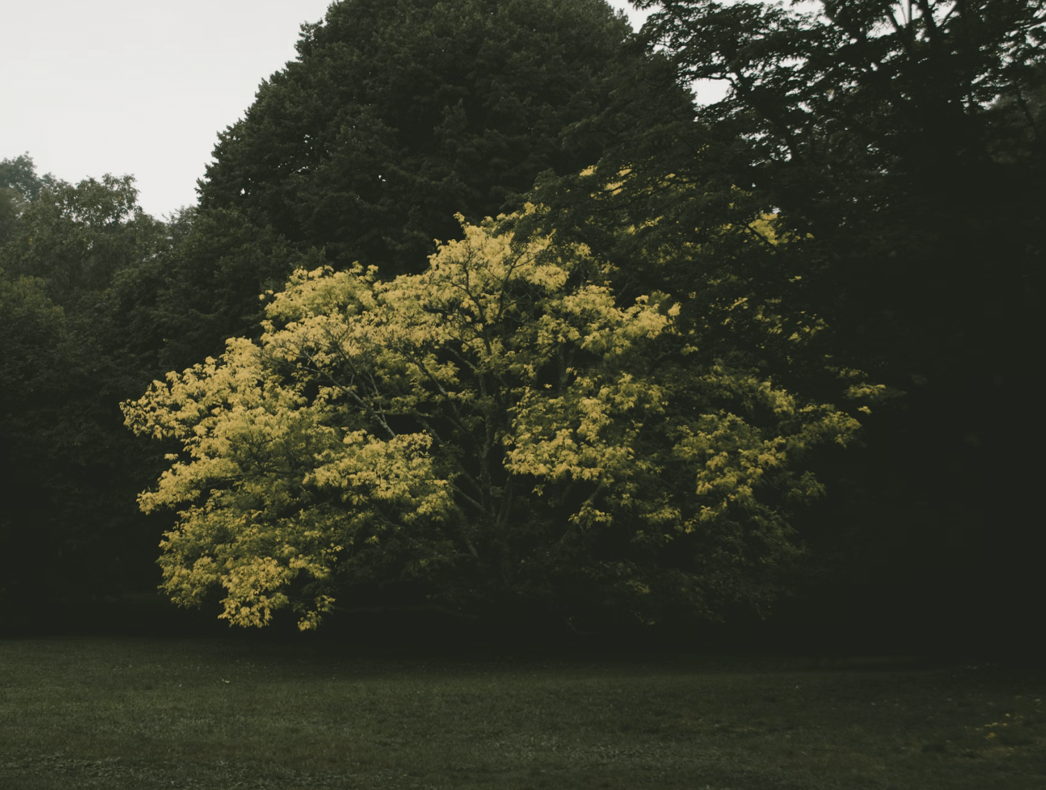 Une plaine et des arbres